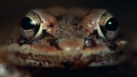 Meet the Wood Frog
