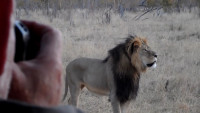 Cecil Killing Connected to Mistreatment of Humans