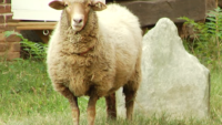 “SoHo Sheep” Takeover Manhattan Basilica
