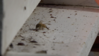 Bees Generate Buzz Around Local Cemetery