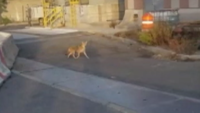 Coyote Sightings in Queens