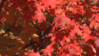 A Urban Franciscan Guide to Fall Colors