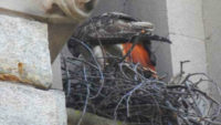 Hawks Nest in Brooklyn Church Bell Tower