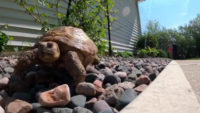 Runaway Turtle Slowly Returns Home After ‘Running Away’ For 200 Days