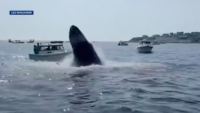 Whale Lunging For Fish in Massachusetts Lands on Top of Boat’s Bow