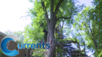 Fordham University Works to Keep 280-Year-Old American Elm Tree Healthy