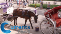 Transportation Union Hires Consultant to Check on Carriage Horses in the City