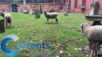 Sheep in Soho: New Flock Helps Tend The Grounds Of Old St. Pats
