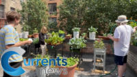 Catholic Workers at Maryhouse Help Feed Migrants With New Rooftop Garden