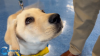 Service Dog in Training Brings Lessons of Compassion to Archbishop Molloy High School
