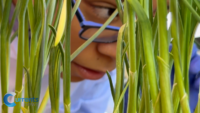Vegetables and Students Thrive Inside Incarnation Catholic Academy’s Hydroponics Lab