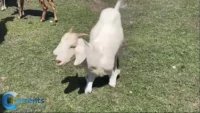 Disabled Pet Goat Inspires Faith, Determination in Texas