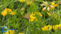NYS Grant Supports Sisters’ Mission to Save Native Pollinators